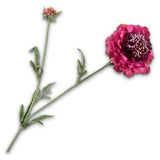 Scabiosa Spray Prp Lt Rt