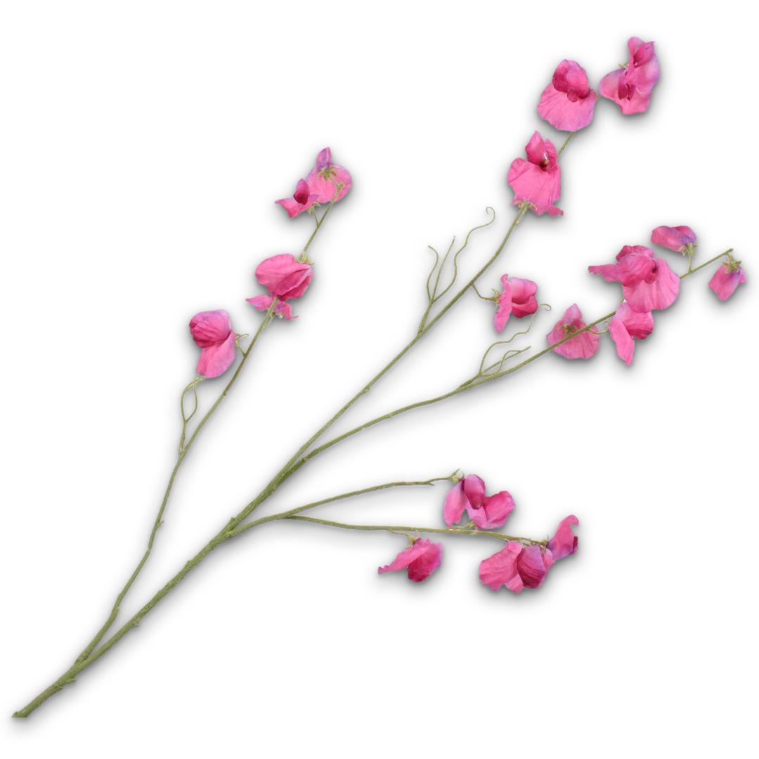 Lathyrus Spray Beauty