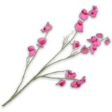 Lathyrus Spray Beauty