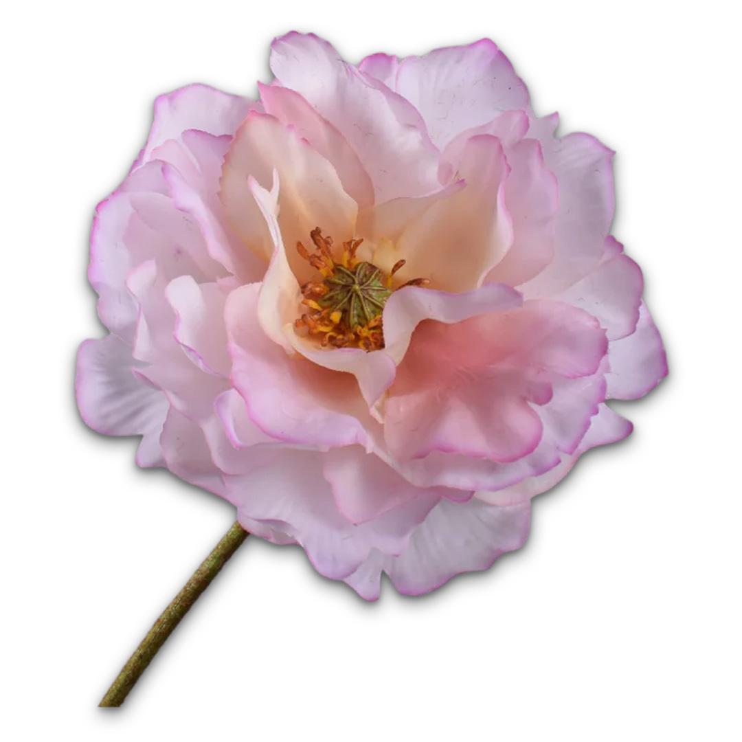 Poppy Stem Pink Lt Rt