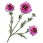 Scabiosa Spray Lilac Rt-80Cm