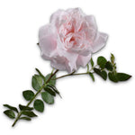 Rose Stem Pink Lt Rt