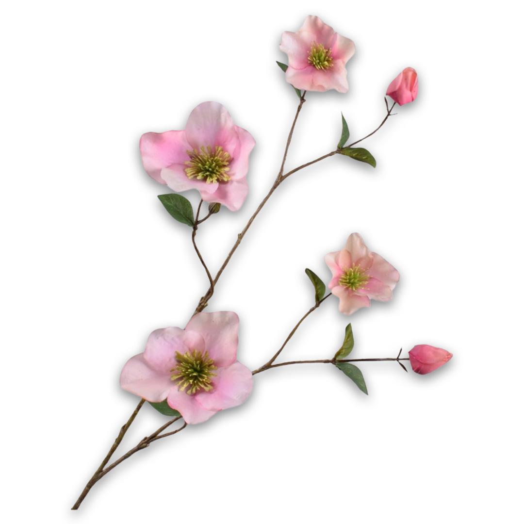 Helleborus Spray Pink Rt