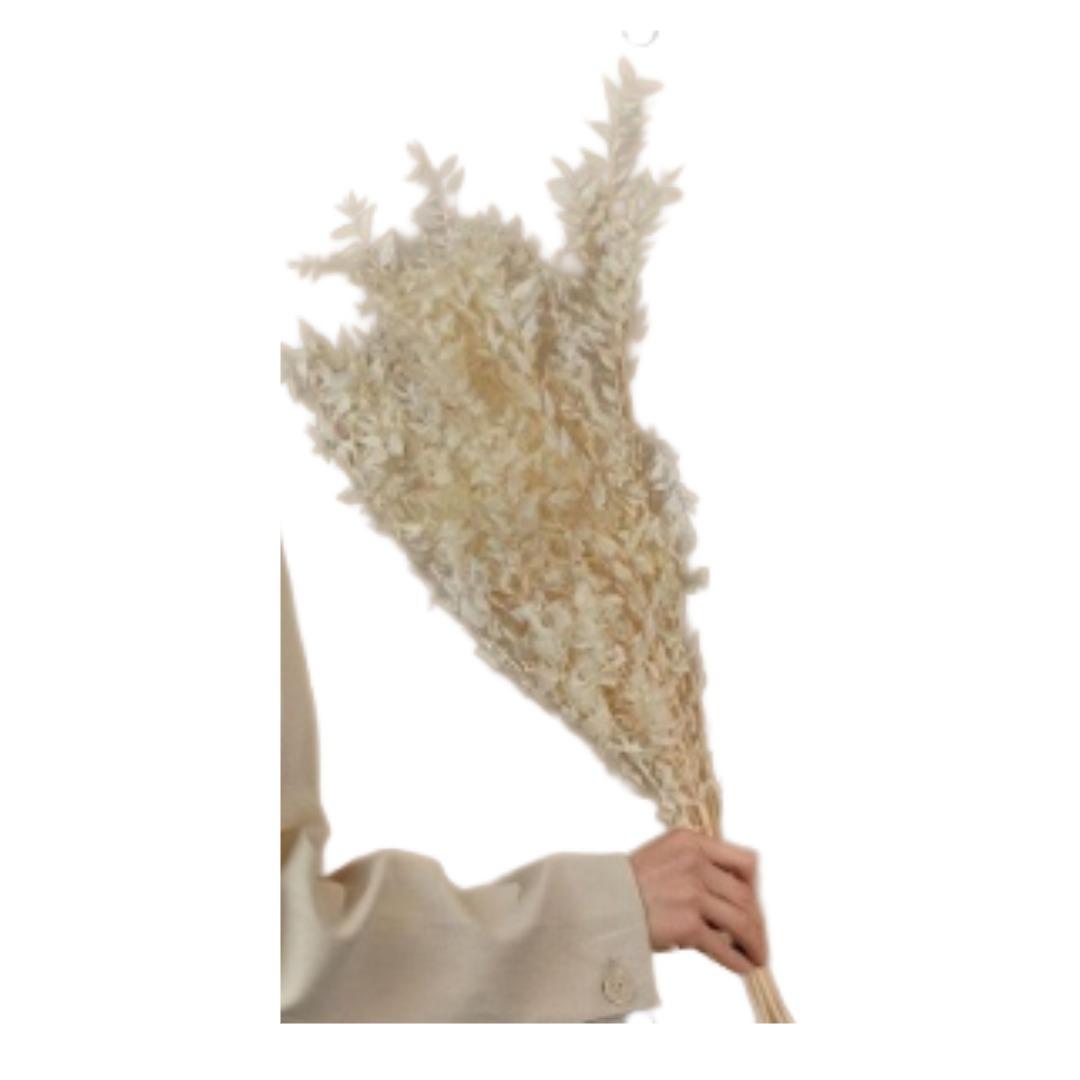 Naturally Dried Ruscus Stems - Set Of Five